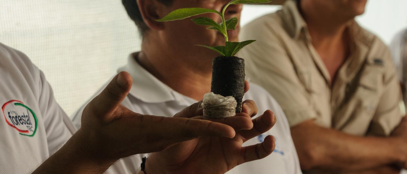 seedling