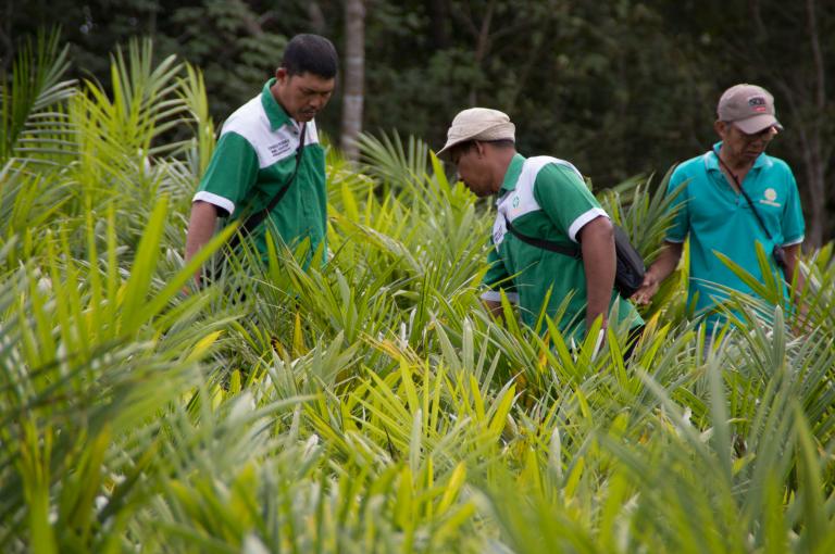 Sustainable Palm Oil and Soy Thumbnail